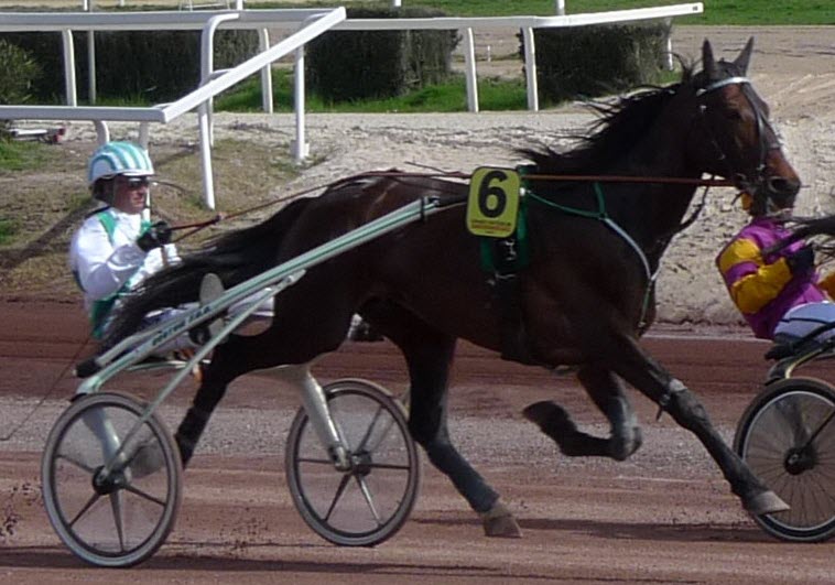 Standardbred ponies